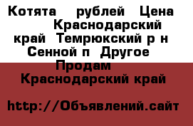 Котята 10 рублей › Цена ­ 10 - Краснодарский край, Темрюкский р-н, Сенной п. Другое » Продам   . Краснодарский край